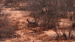 Дикдик (самая маленькая антилопа) @ Цаво, Кения