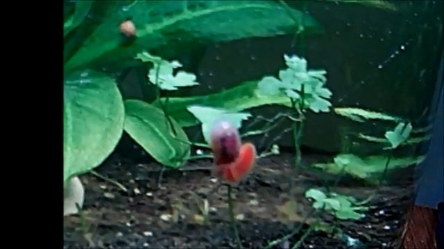 friends смотреть онлайн