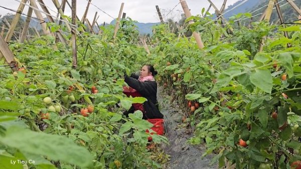 Cold Days - Life of a 17 Year Old Single Mother, Harvesting Tomatoes, Cucumbers, Guavas