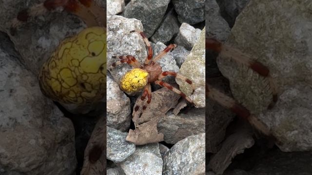 Паук Крестовик смотреть онлайн