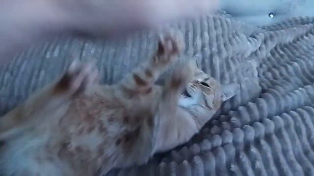 Рыжая кошка злится кусается и шипит смотреть онлайн