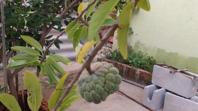 BALANÇANDO E MOSTRANDO AS FLORES (HELLOISY SOUZA E ODAIR) смотреть онлайн