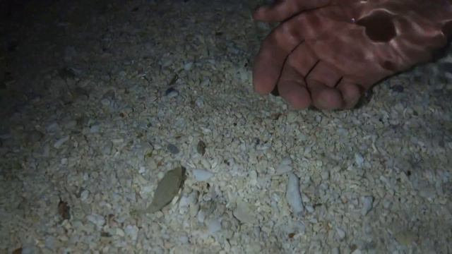 Baby Pufferfish @ Mactan, Philippines смотреть онлайн
