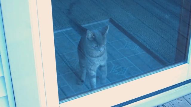 Kitty, It's Cold Outside смотреть онлайн