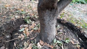 ЭКСКЛЮЗИВ  кольцевание - перетяжка штамба 100% результат баланса.