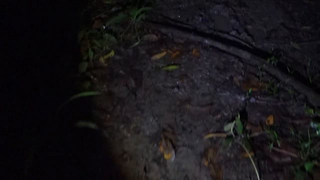 Night jungle walk in the mud @ Kinabatangan, Borneo смотреть онлайн