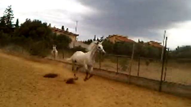 Ebrox - cavallo anglo-arabo in libertà смотреть онлайн