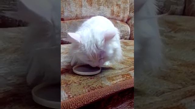 Кошка Лиза любит кофе смотреть онлайн