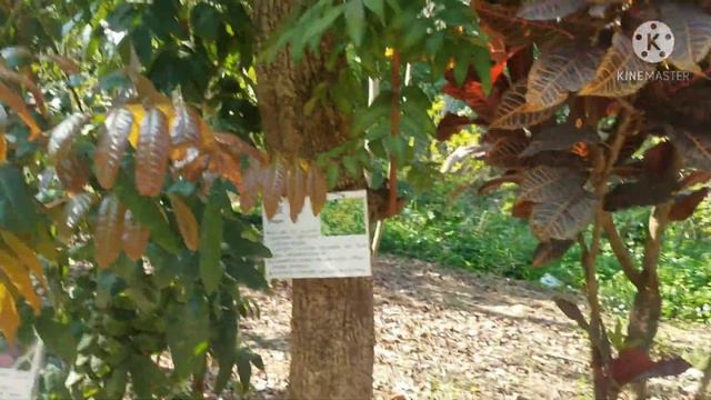 TAI TONG ORGANIC ECOPARK смотреть онлайн