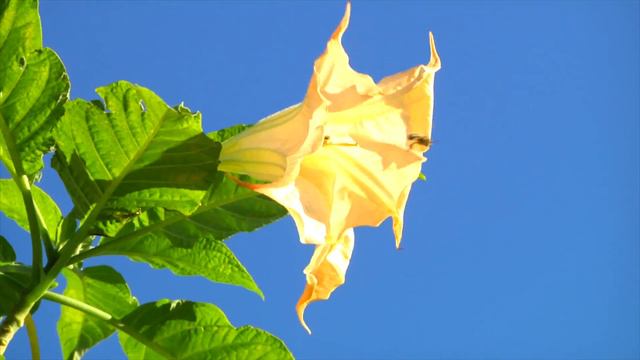 Golden Instants 「HD」 смотреть онлайн