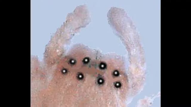 SCP-632 Intrusive Arachnid Thoughts| Object Class: Euclid смотреть онлайн