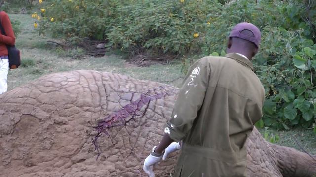 Treating an Injured Elephant with a Spear Wound in a Community Area, Kenya: A Case Report смотреть онлайн