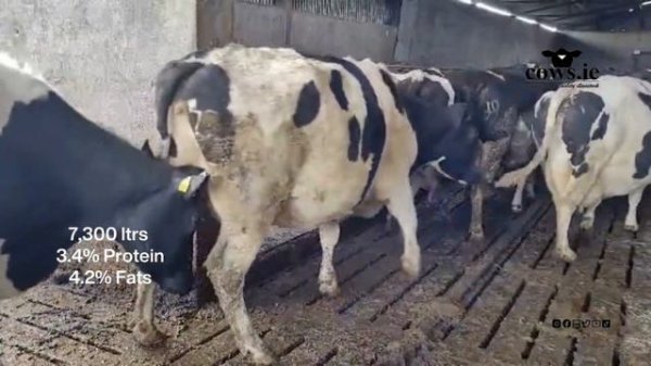 Full Herd Dispersal.