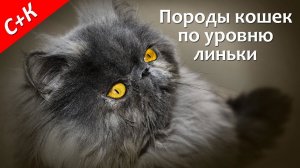 Породы кошек, которые не линяют, мало линяют, сильно линяют.