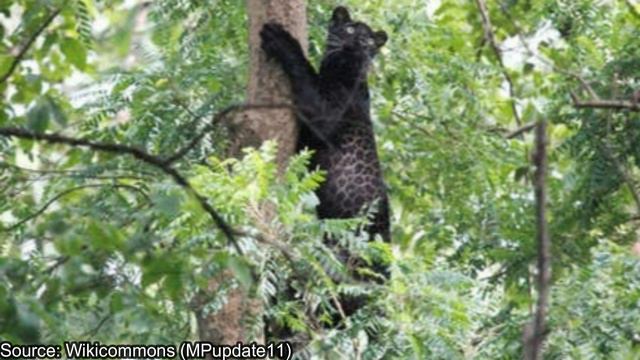 Are US Fighter Pilots to Blame for Australia's Big Cat Sightings? смотреть онлайн