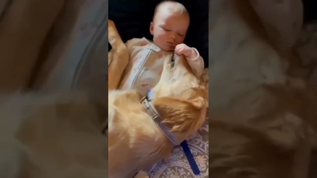 Собачки - няньки загляденье любоваться ими и детками ❤️❤️ смотреть онлайн