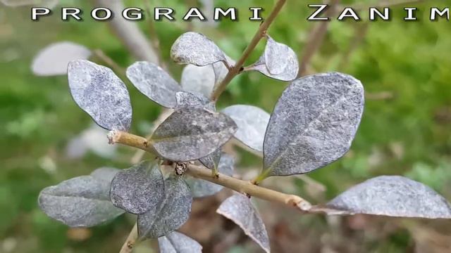 HITNO uključenje Ivice Dačića - UŽASNE VESTI смотреть онлайн