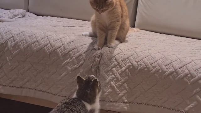 Два кота смотреть онлайн