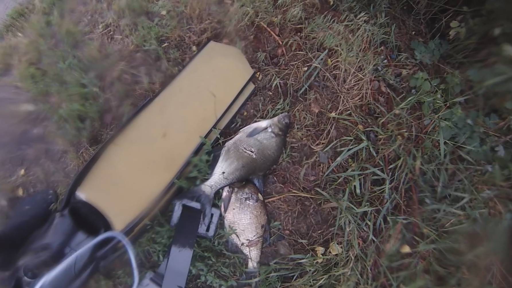 Подводная охота - Крупный лещ смотреть онлайн