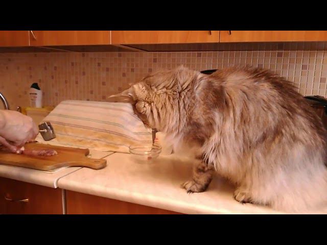 Мейн кун Ларс помогает отбивать мясо на 8 Марта смотреть онлайн