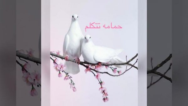 Судан -حمامه تتكلم