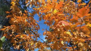 ОСЕННИЕ ЛИСТЬЯ ( соавторская песня)
Очень красивая осенняя песня и видео.