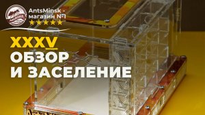 Как заселить муравьёв в муравьиную ферму XXXV AntsMinsk?