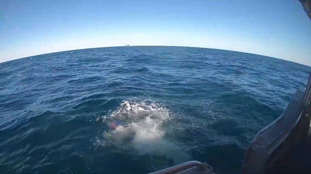 Whale shark tracking, acoustics and oceanography - Ningaloo Reef, Western Australia, May 2018 смотреть онлайн