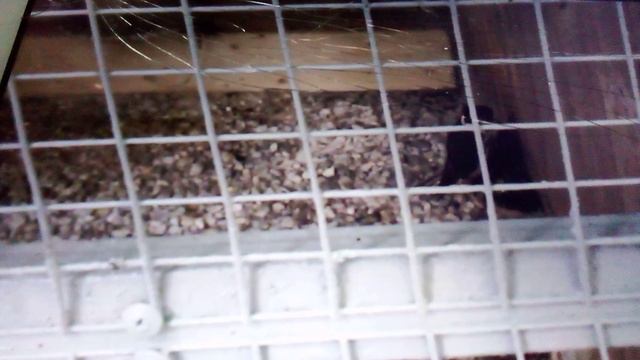 Орнитарий в Сокольниках. Сапсан.