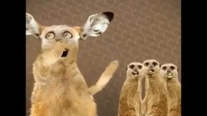 ПОЮЩИЕ КОТЫ - МАЙЯ ХИ, МАЙЯ ХУ...