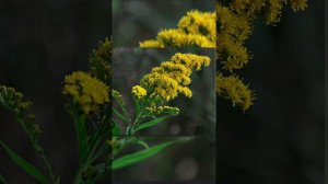 Целебные травы, коты воители