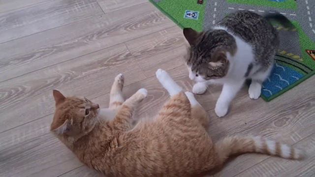 Драка котов смотреть онлайн