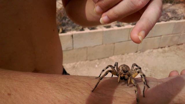 Araña lobo (la tarantula española) смотреть онлайн