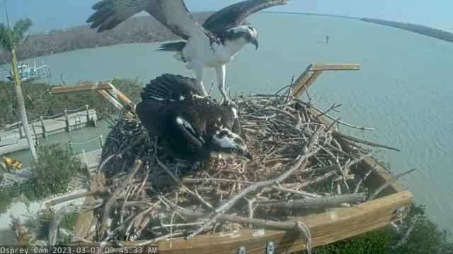 Captiva Island Osprey Cam, Florida, USA, March 3, 2023 смотреть онлайн