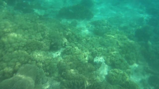 Snorkeling @ Panglao, Philippines