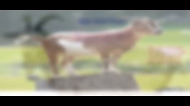 The Epic Goat Song смотреть онлайн