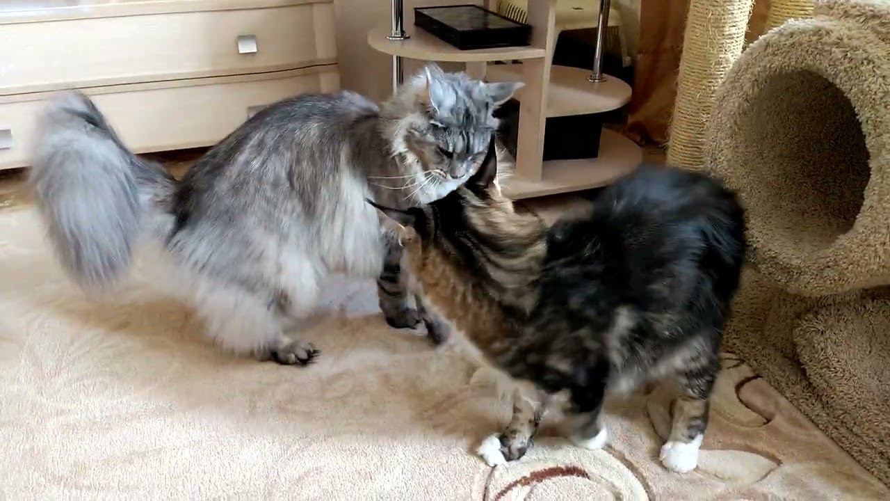 Дедовщина смотреть онлайн