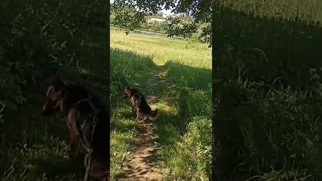 собачка из пробок от пластиковых бутылок смотреть онлайн