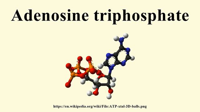 Adenosine triphosphate смотреть онлайн