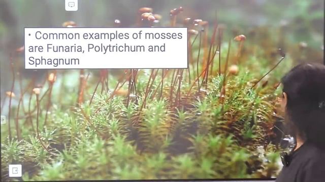 Biology l Plant Kingdom 2 l Titan Crash Course l NEET смотреть онлайн