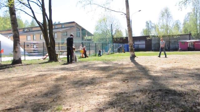 DSC 0050 Барвиттера Иберия Кеннел ПРК смотреть онлайн