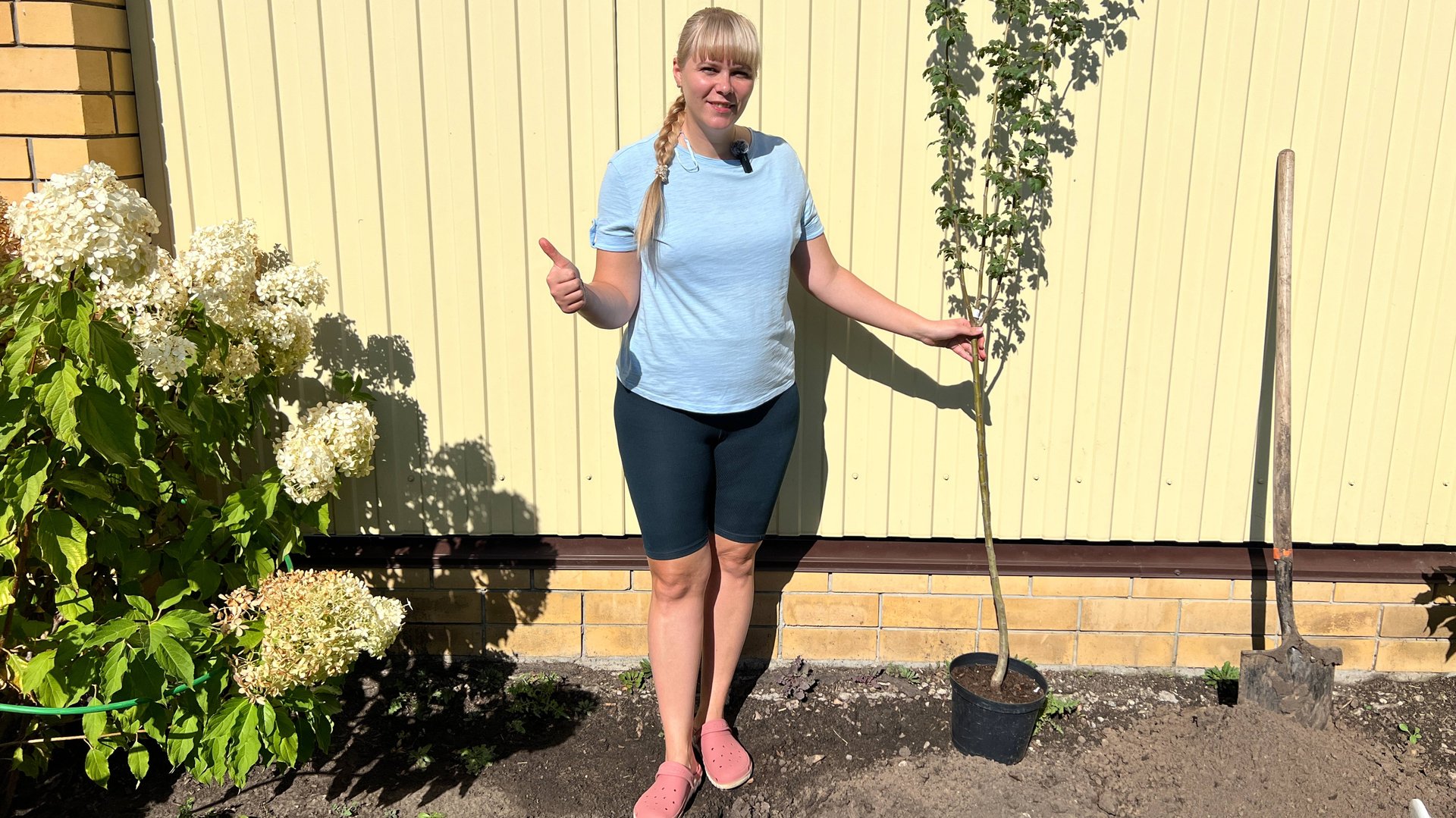 Боярышник Пауль Скарлет, посадка смотреть онлайн