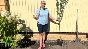 Боярышник Пауль Скарлет, посадка