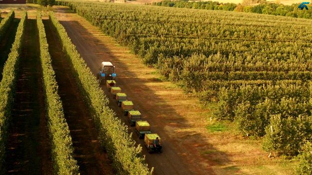 Уборка яблок смотреть онлайн
