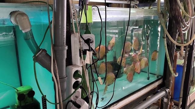 Обзор разведения и содержания Дискусов смотреть онлайн