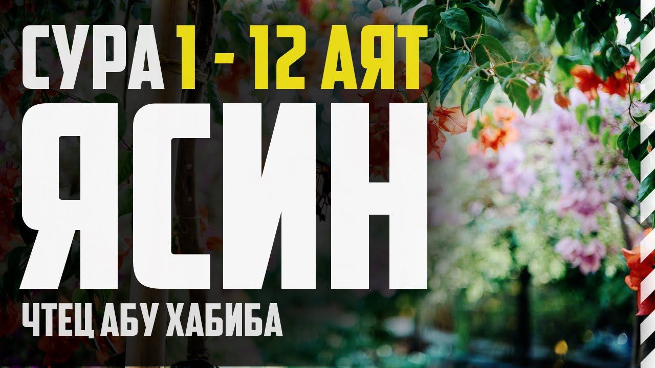 Cура Ясин 1-12 аят. Абу Хабиба смотреть онлайн
