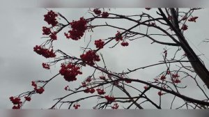 Гаврил Николаев. Оо, күһүн. Күһүҥҥү устуу.