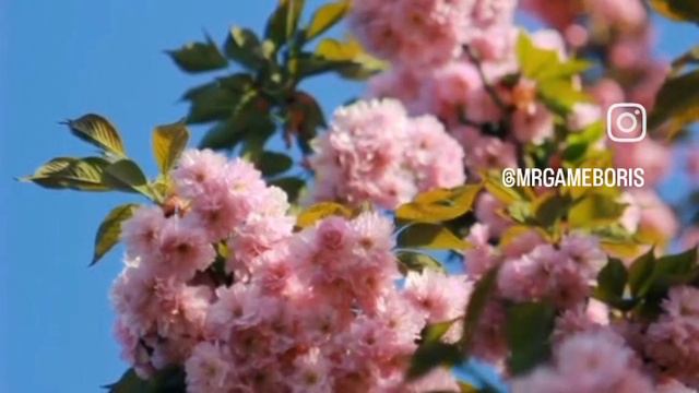 1000853123.mp4 смотреть онлайн