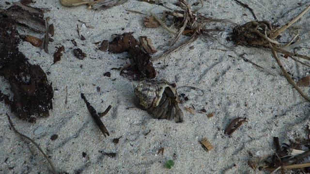 Hermit Crabs @ Sapi Island, Borneo смотреть онлайн