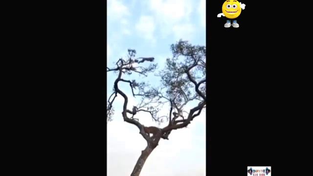 Total Funny Videos Of Animal || Monkey Funny Videos And Dods Funny Videos||baby Cartoons